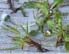 Was ist eigentlich ein Herbarium?